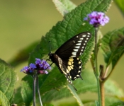 2021 09 26 LongFellowGardens 022